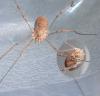 Phalangium opilio